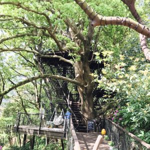 リゾナーレ熱海 森の空中基地 くすくす ツリーハウス